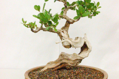 DSCN4074