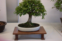 DSCN8080