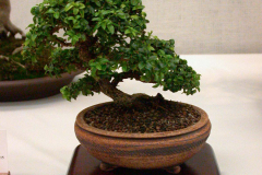 DSCN8081