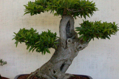 DSCN8098