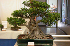 DSCN8109