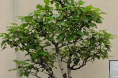 DSC00396s