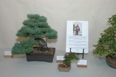 Some of Bill's trees