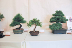 Some of Bill's trees