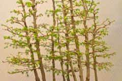 Golden Larch Forest - Cyril Grum