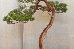 Shimpaku Juniper