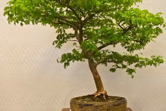 BRazillian Raintree - Bill Struhar