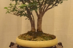 Burning Bush - Tom McCue