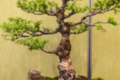 Cork Bark Elm - Ron Milostan