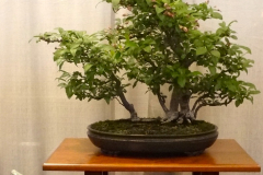 Best Native Species - Crabapple Raft - Cyril Grum