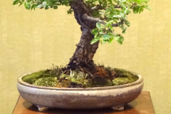 Corkbark Elm - Tom McCue