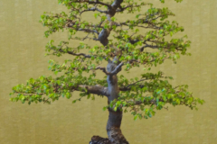 Chinese Elm - Cyril Grum