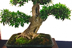 Ficus Exotica by Dustin Mann