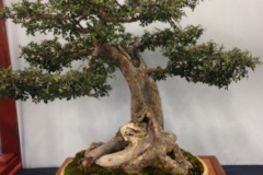 photo by Kurt Smith. Lacebark Elm by Dustin Mann