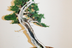 San Jose Juniper by Rod King - People's Choice winner