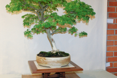 Brazilian Raintree by Bill Struhar - Member's Choice winner