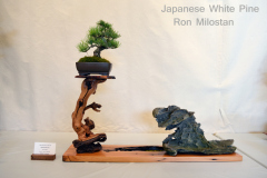 Japanese White Pine by Ron Milostan