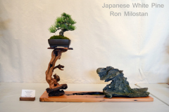 Japanese White Pine by Ron Milostan