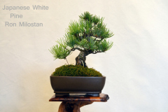 Japanese White Pine by Ron Milostan