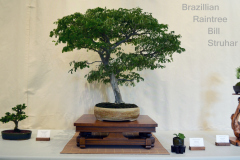 Brazilian Raintree by Bill Struhar