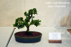 Little Lead Boxwood by Joan Overmire