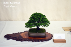 Hinoki Cypress by Cyril Grum