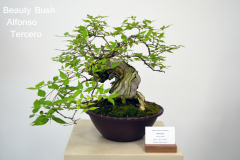 Beauty Bush by Alfonso Tercero