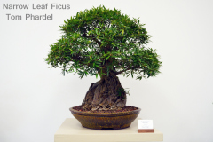 Narrow Leaf Ficus by Tom Phardel