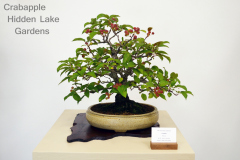 Crabapple by Hidden Lake Gardens
