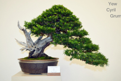 Yew by Cyril Grum