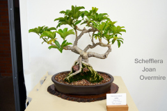 Schefflera by Joan Overmire