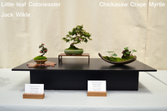 Little Leaf Cotoneaster & Chickasaw Crape Myrtle by Jack Wikle