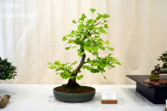 Ginko by Vicki Norfleet