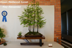 Dawn Redwood Forest by Ray Alexander - People's Choice Winner