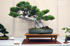 Chinese Juniper by Bill Struhar