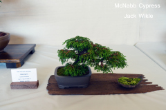 McNabb Cypress by Jack Wikle