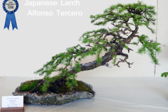 Japanese Larch by Alfonso Tercero - Member's Choice Winner