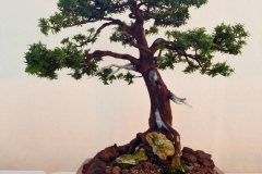 Yew by Ron Milostan