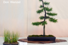 Larch by Don Wenzel