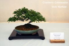 Cranberry Cotoneaster by Vicki Norfleet