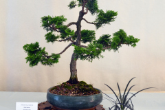 Hinoki Cypress by Justin Whitehouse