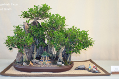 Tigerbark Ficus by Kurt Smith