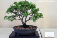White Cedar by Joan Overmire