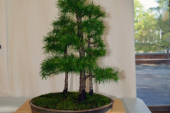 Larch by Cyril Grum