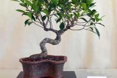 Tigerbark Fig by Mark Hanner