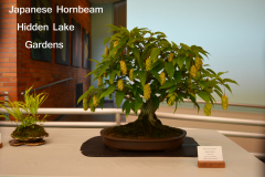 Japanese Hornbeam by Hidden Lake Gardens