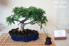 White Cedar by Jay Sinclair