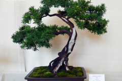 Yew by Ron Milostan