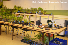 Matt Gothberg, Lakeside Bonsai