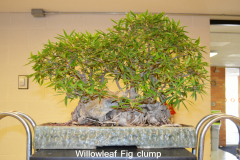 Willowleaf Fig Clump